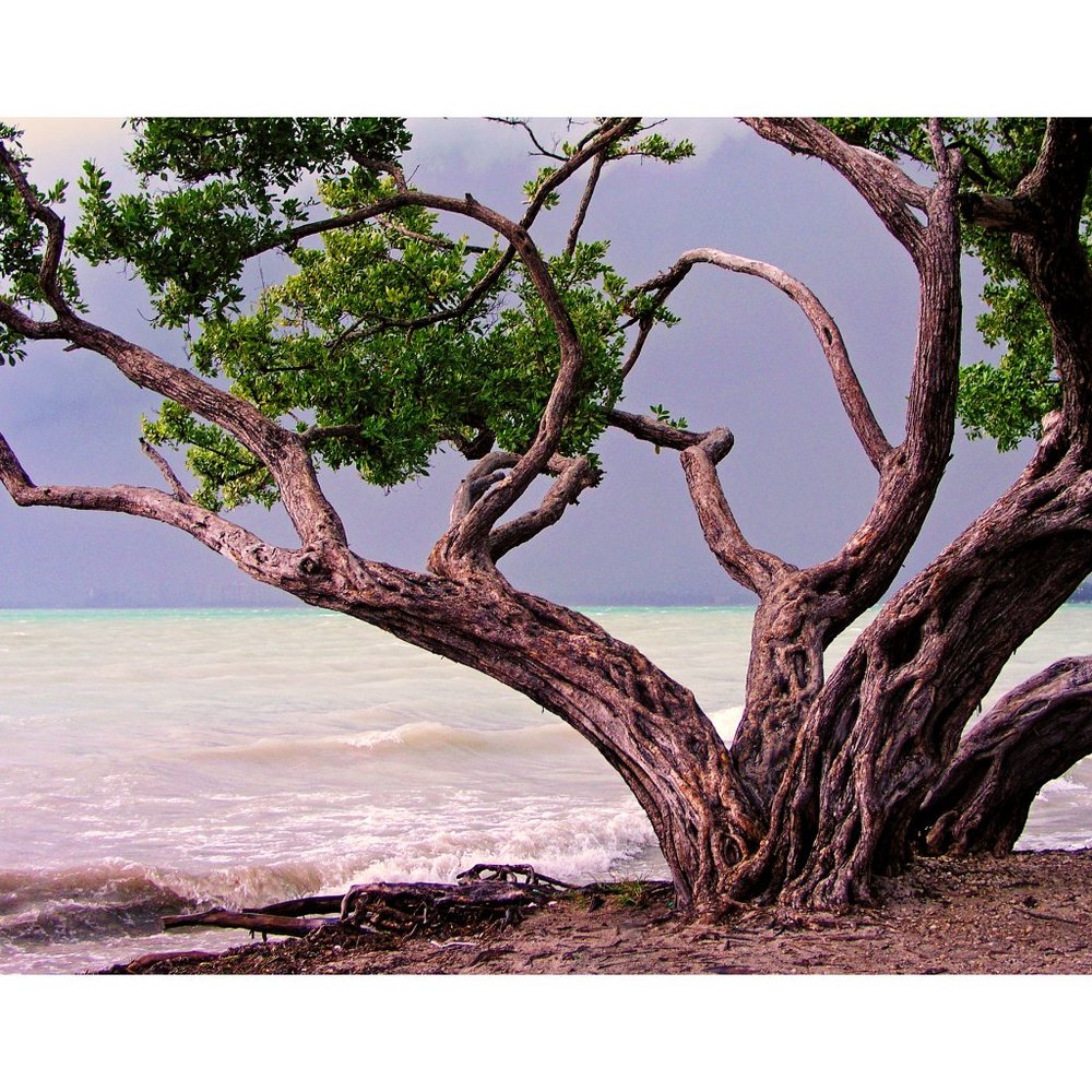 Tree Before the Storm   11 x 14 print